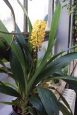 Výstava orchidejí na Slupi 